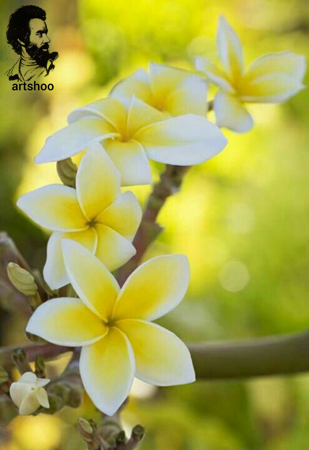 گل اورژینال رنگ روغن